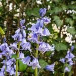 Bulbes à fleurs à planter à l'automne - Scilla Campanule en Mélange (x10) - face recto